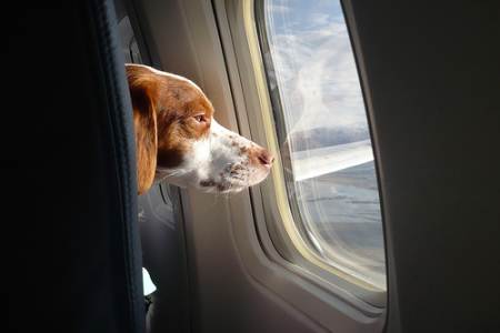 Plane_doggie